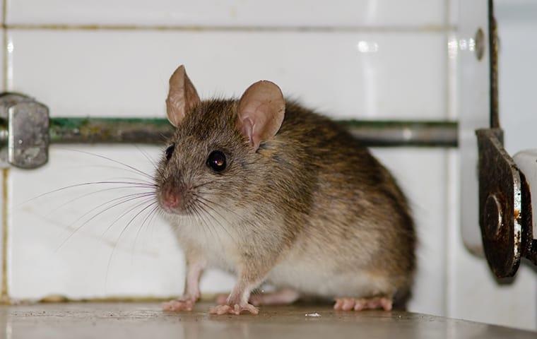 Removing Rodents From Your Home