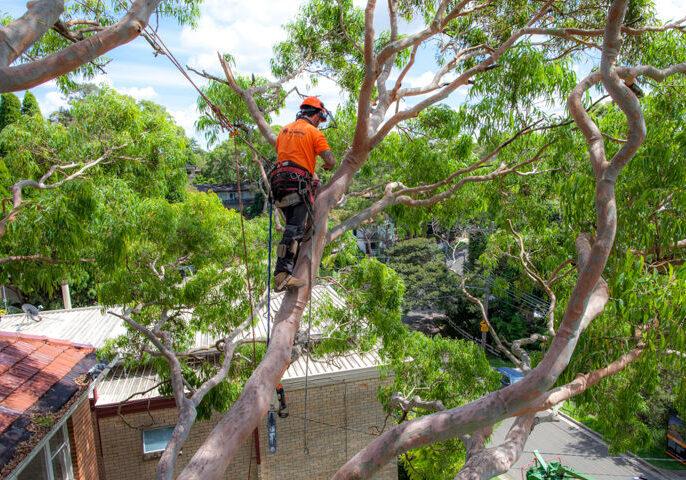 Is an Arborist Report Required to Remove Trees in Melbourne? 
