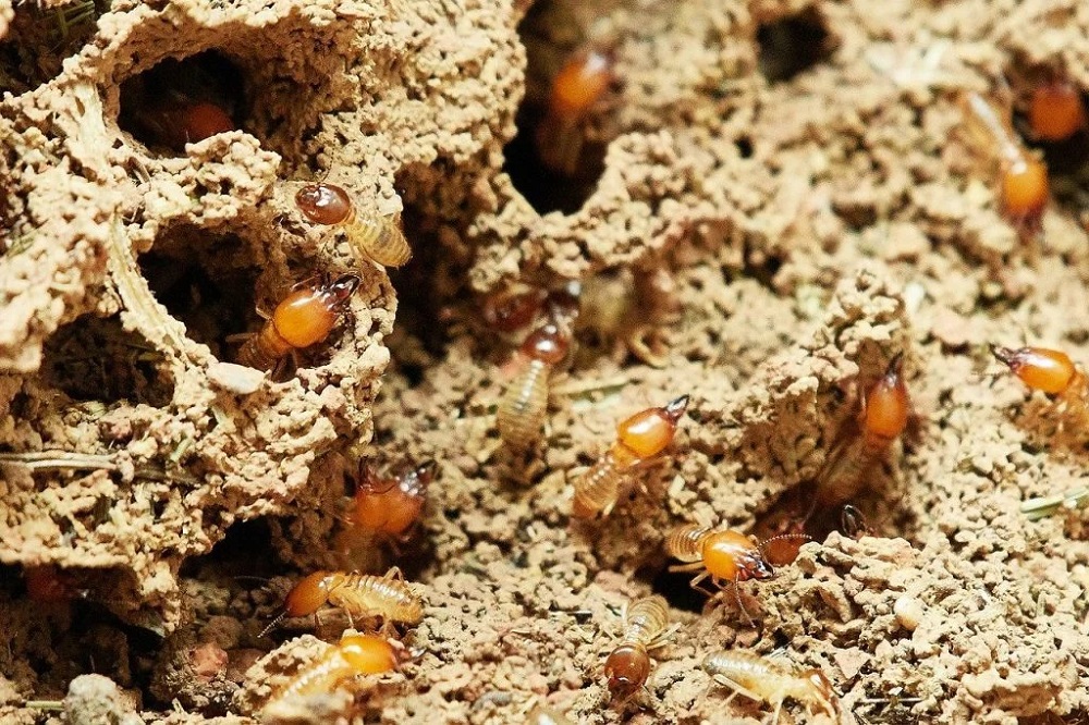 How To Treat Termite Infection Effectively?