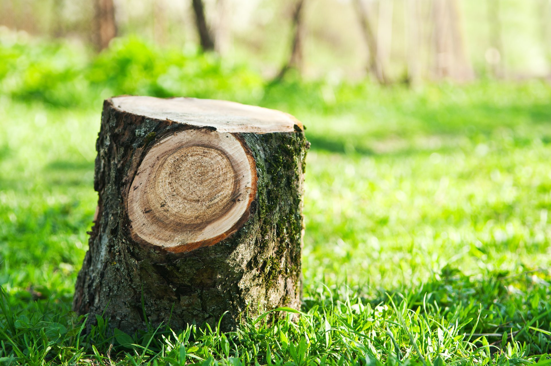 Methods To Literally Remove a Tree Stump