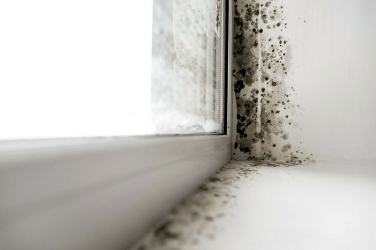 What are mold and mildew?