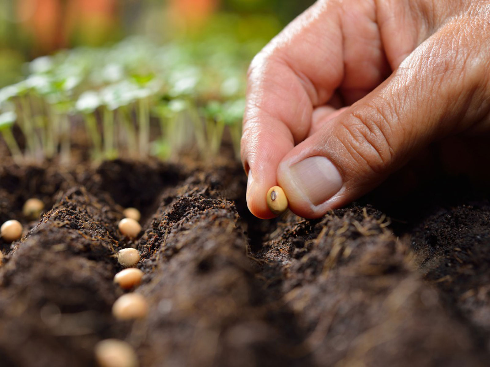 When You Should Plant Your Seeds