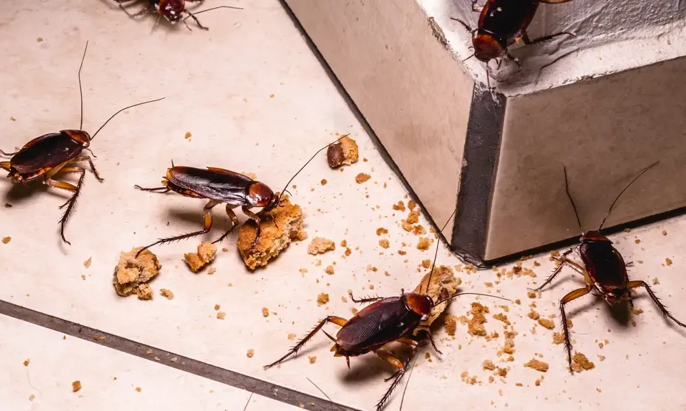 Dealing with Cockroaches in Mississippi: What You Need To Know