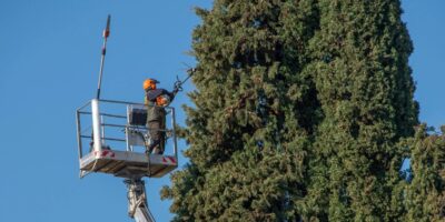 Homeowners Make When Pruning Trees
