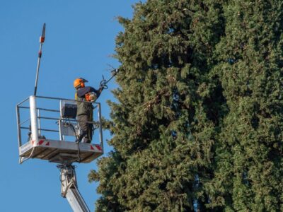 Homeowners Make When Pruning Trees