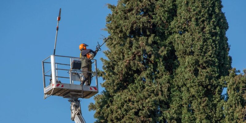 Homeowners Make When Pruning Trees